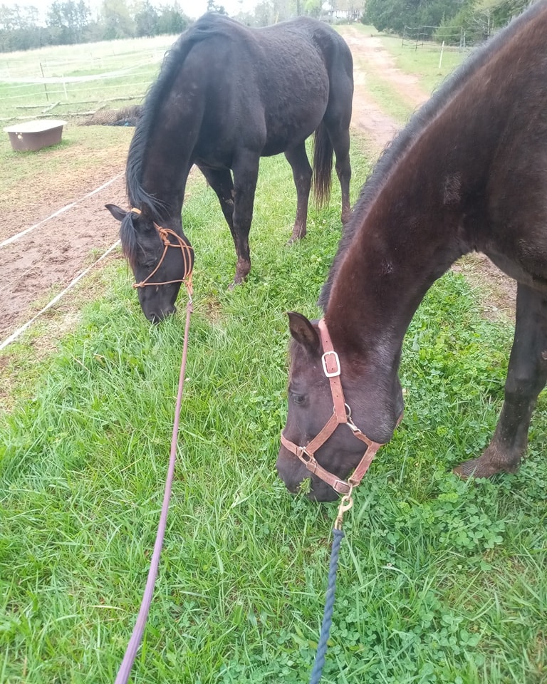 Khusuf Ibn ObedsDusk — Black Arabian Colt / Young Stallion