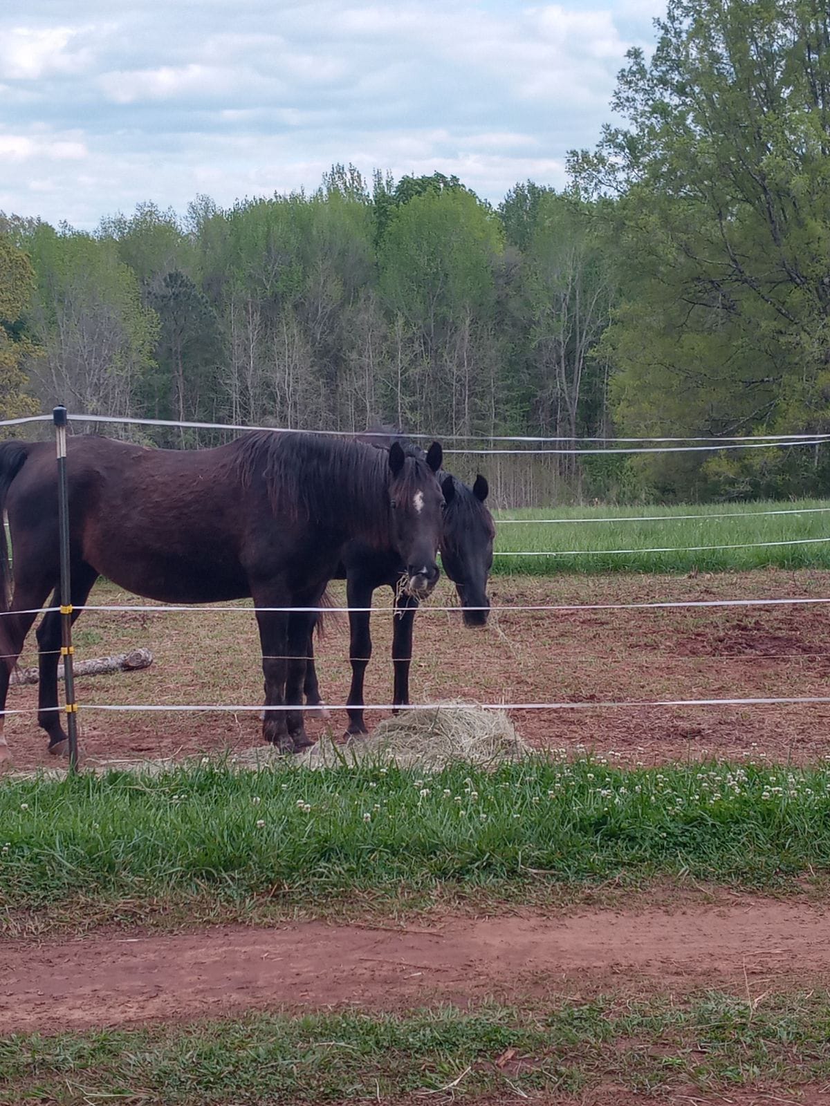 Nasira Bint ObedsDusk — Black Arabian Filly / Foundation Mare